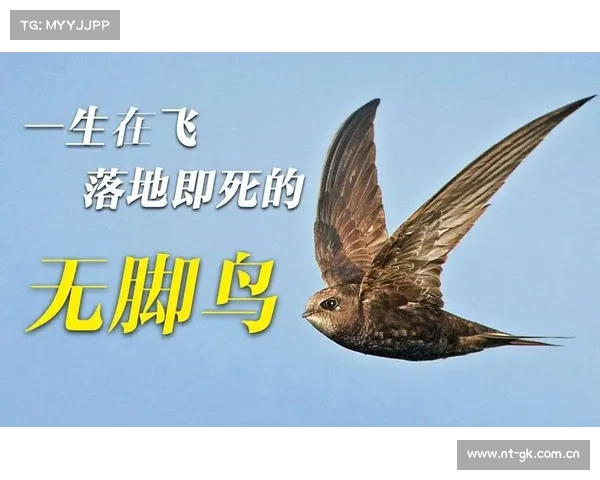 “无脚鸟”雨燕,一生边飞边睡,落地基本死亡,它怎么繁衍后代? “无脚鸟”雨燕,一生边飞边睡,落地基本死亡,它怎么繁衍后代?