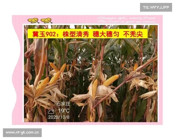侵略型玉米品种:邯玉218,通过黄淮海国审审定 侵略型玉米品种:邯玉218,通过黄淮海国审审定
